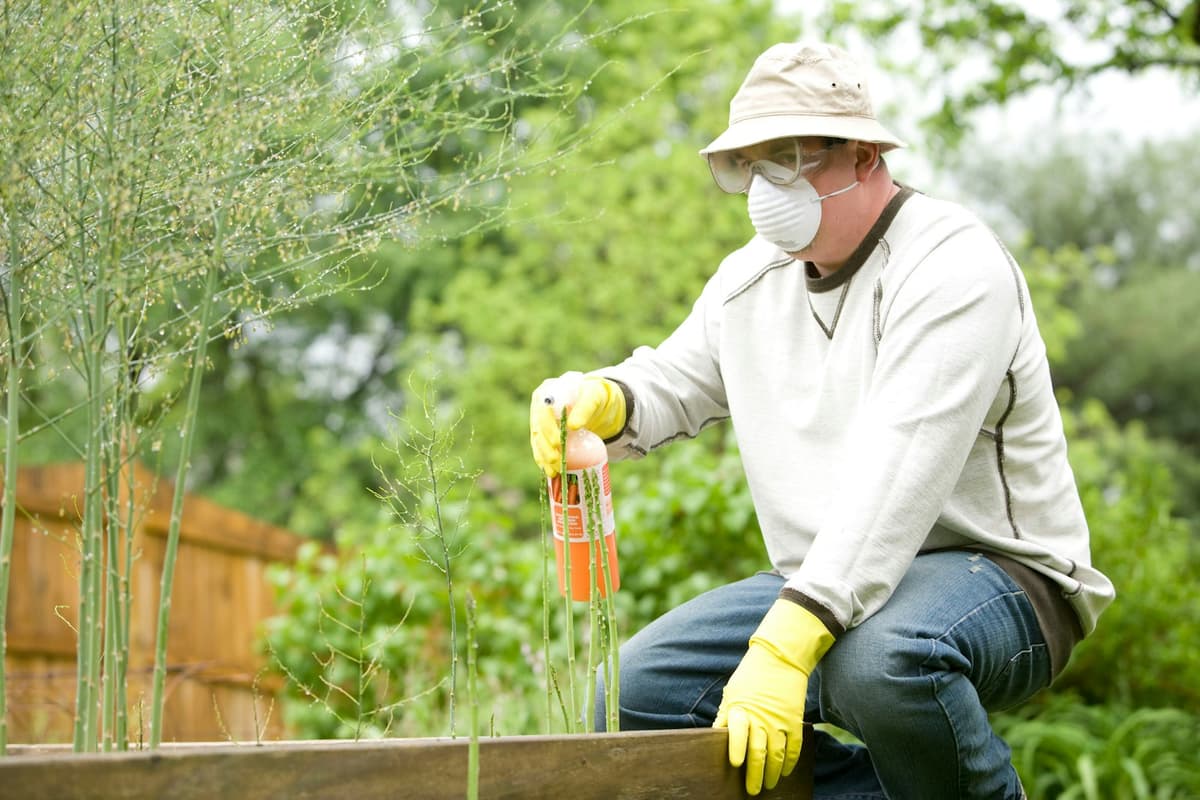 Person applying pest control treatment to home garden with protective gear