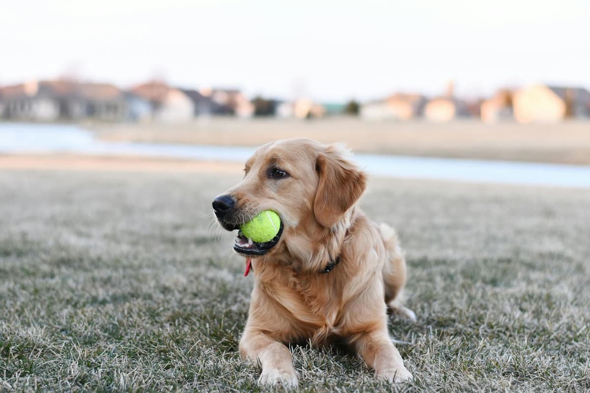 Golden retriever relaxing on a lush green lawn, representing pet-safe eco-friendly pest control in St. Augustine