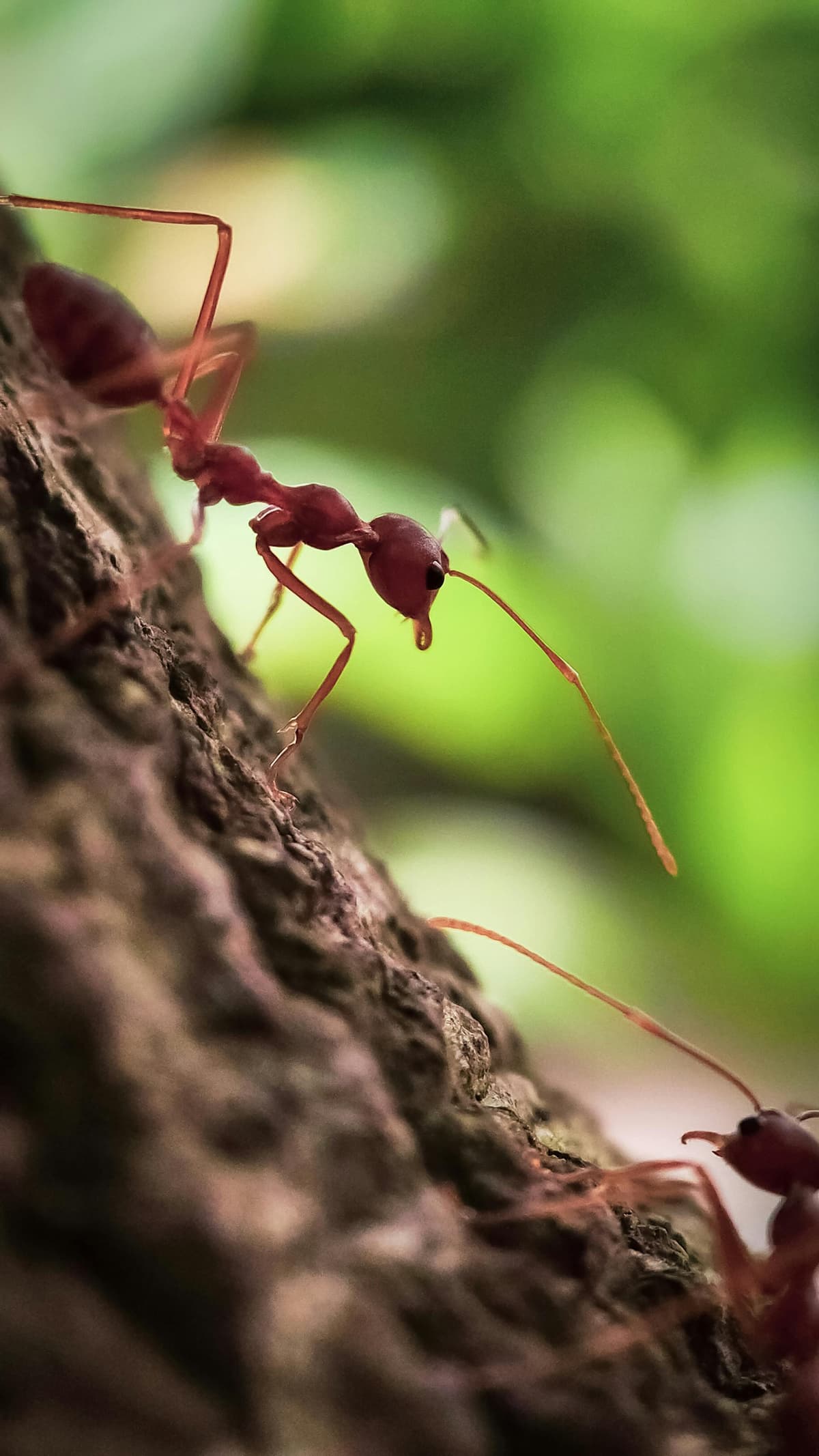 Close-up of fire ants on the ground in a Florida yard