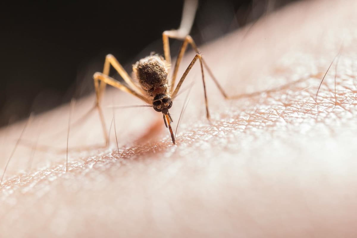 Close-up of a mosquito biting human skin, illustrating the need for mosquito control in St. Augustine yards