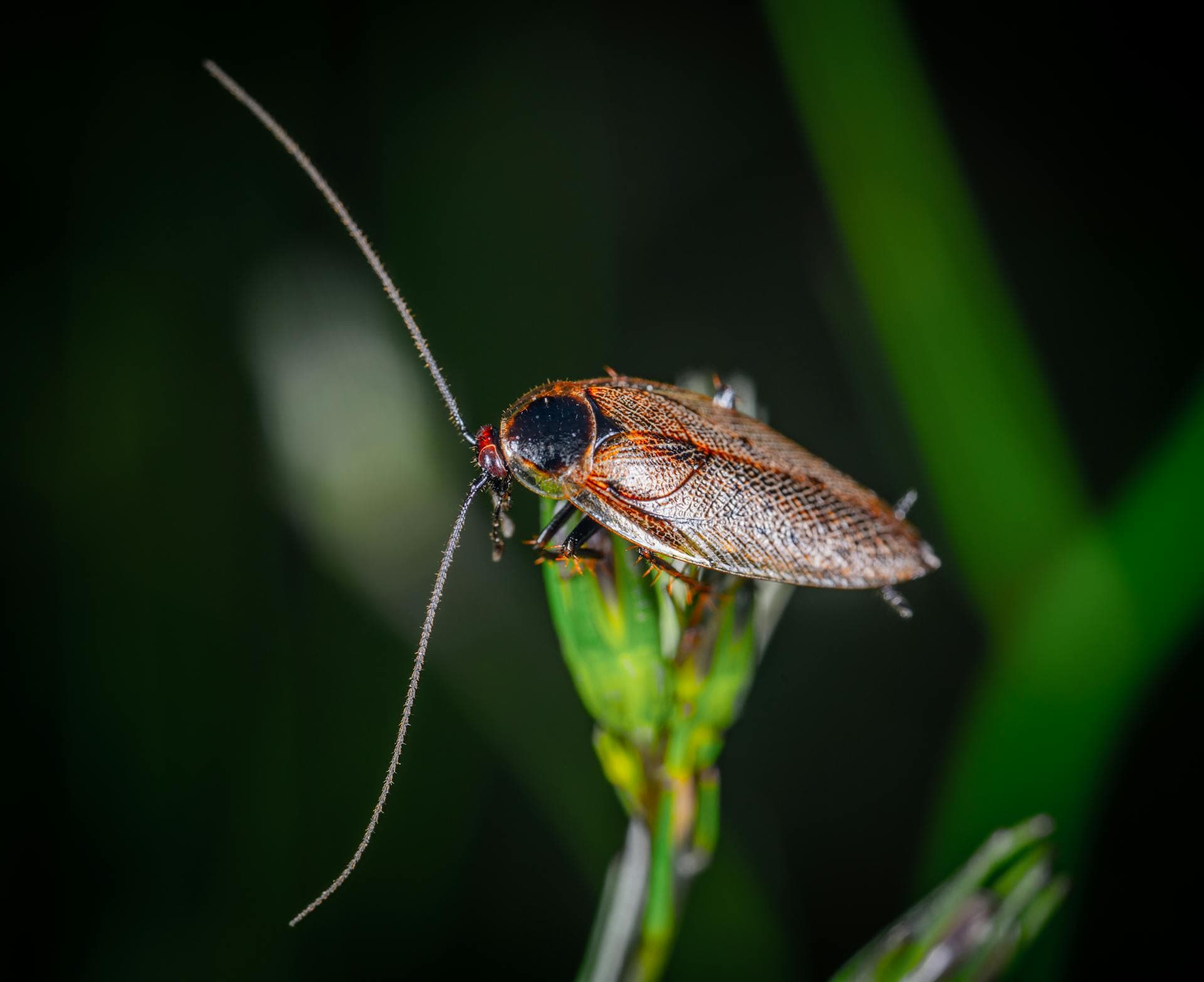 Close-up of a cockroach on a plant in its natural outdoor habitat, commonly called a palmetto bug in Florida