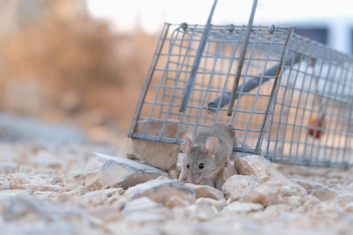 Close-up of a mouse near a trap, illustrating the need for rodent control in Northeast Florida homes