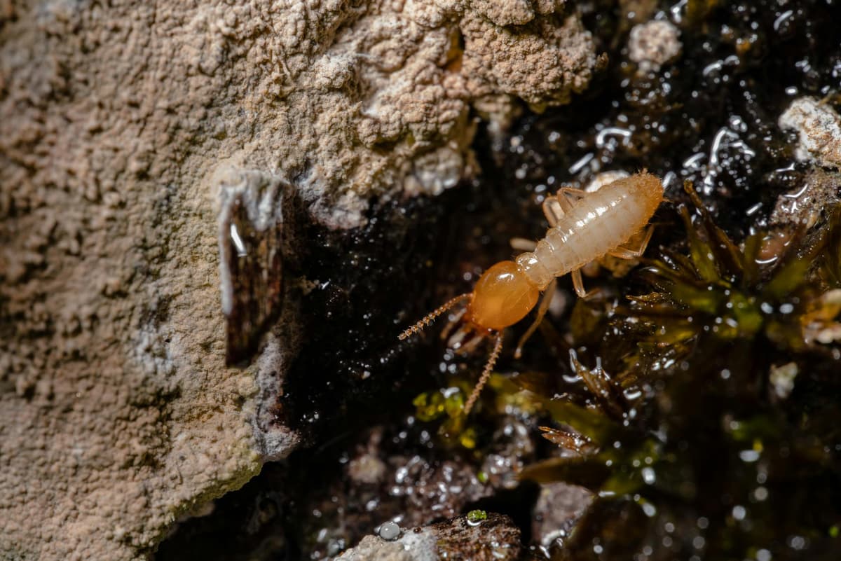 Macro close-up of a termite worker on wood surface