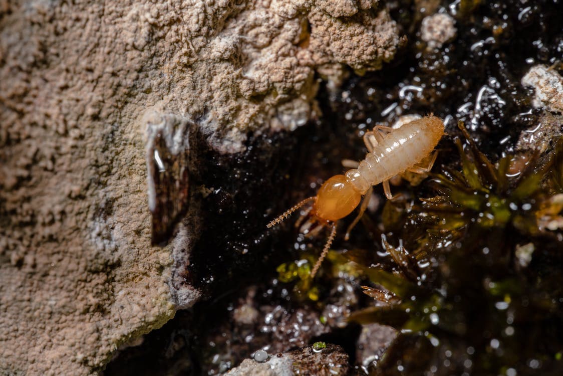 Macro close-up of a termite on wood surface