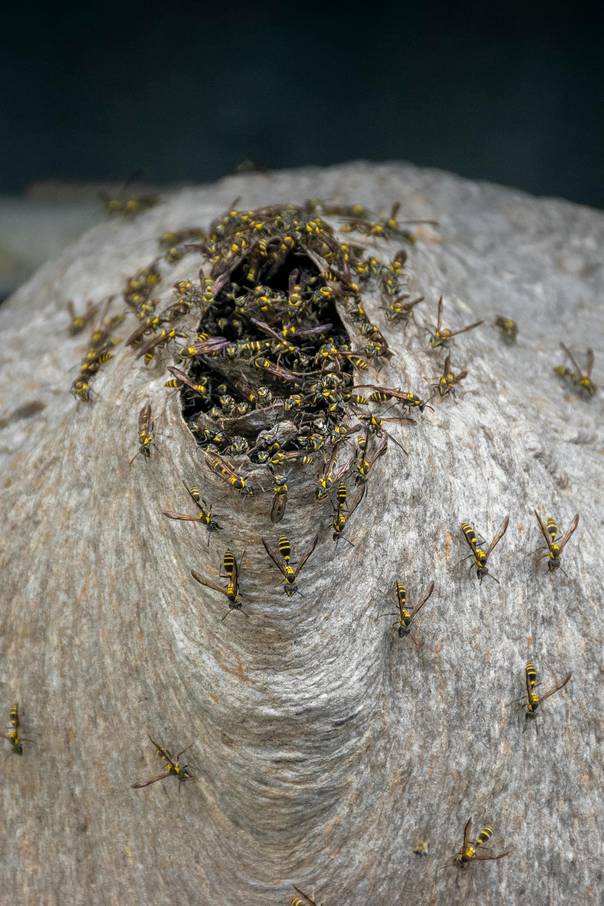 Close-up of wasps swarming around entrance of active wasp nest