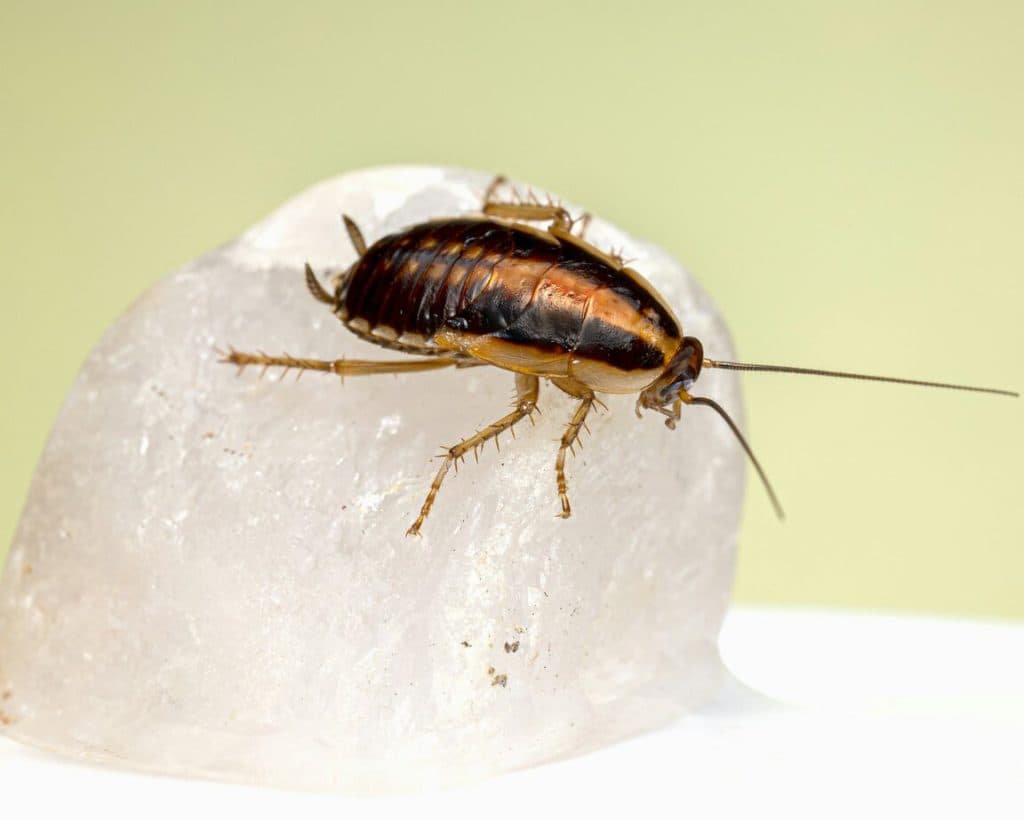Cockroach Control