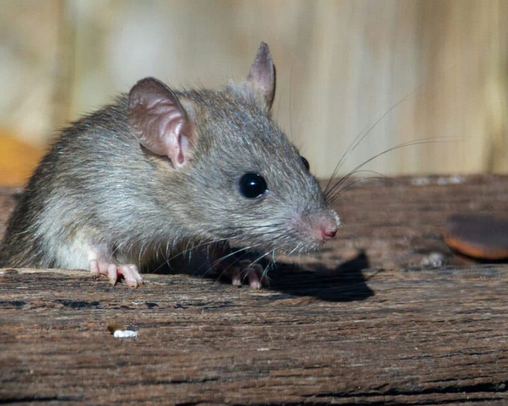 Rodent Control