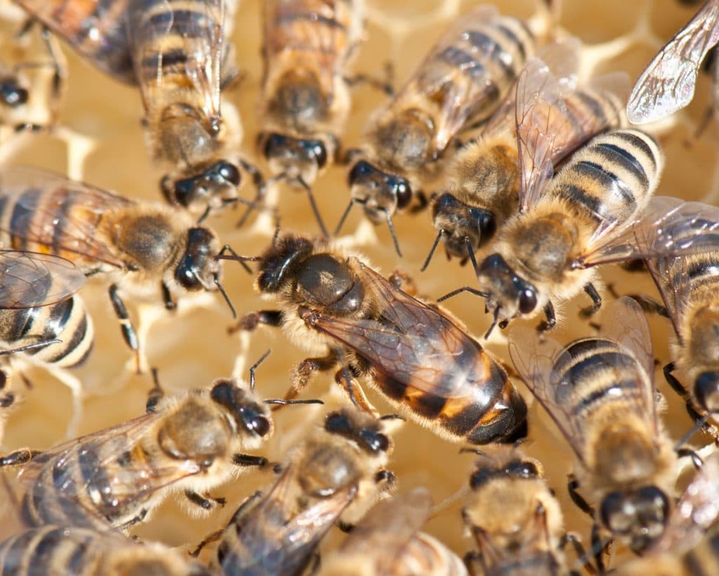 Wasp & Bee Removal